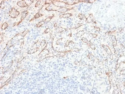 Anti-TNFS15 / VEGI (Vascular Endothelial Growth Inhibitor) (VEGI/2052R), CF568 conjugate - image 1