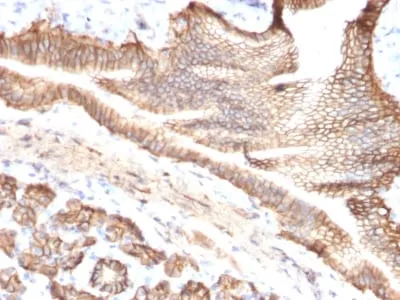 Anti-TACSTD2 / TROP2 (Epithelial Marker) (TACSTD2/2151), CF568 conjugate - image 2