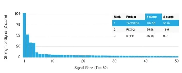Anti-TACSTD2 / TROP2 (Epithelial Marker) (TACSTD2/2151), CF568 conjugate - image 4