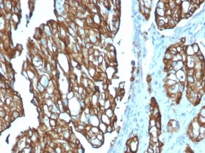 Anti-TACSTD2 / TROP2 (Epithelial Marker) (TACSTD2/2151), CF568 conjugate - image 1