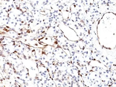 Anti-PTEN (Tumor Suppressor Oncoprotein) (PTEN/2110), CF568 conjugate - image 2