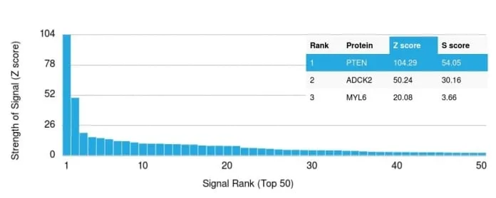 Anti-PTEN (Tumor Suppressor Oncoprotein) (PTEN/2110), CF568 conjugate - image 4
