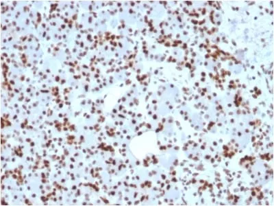 Anti-SOX9 / SRY-box 9 (SOX9/2398), CF568 conjugate - image 1