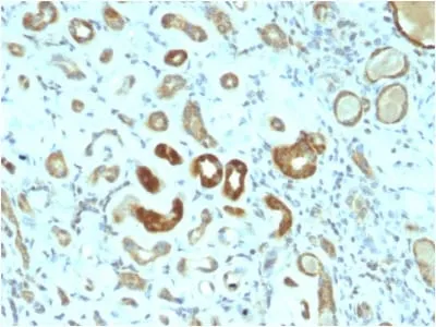 Anti-STAT3 / Signal Transducer and Activator of Transcription 3 (STAT3/2409), CF568 conjugate - image 1