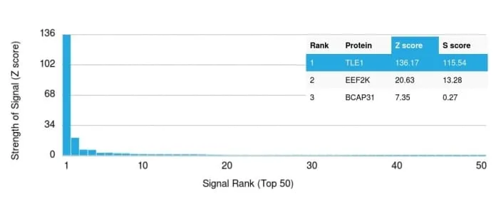 Anti-TLE1 (Synovial Sarcoma Marker) (TLE1/2062), CF568 conjugate - image 5
