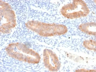 Anti-Interleukin 10 (IL10) (Immunoregulation Marker) (IL10/2651R), CF568 conjugate - image 1