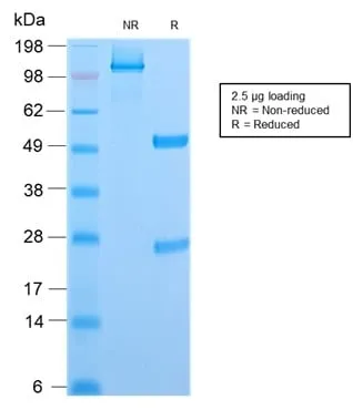 Anti-CD6 (Negative Marker of T-regulatory Cells) (C6/2884R), CF568 conjugate - image 2