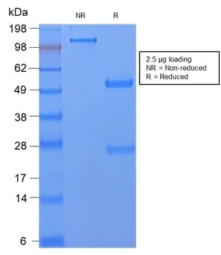 Anti-CD59 / Complement Regulatory Protein / Protectin (MACIF/2867R), CF568 conjugate - image 2