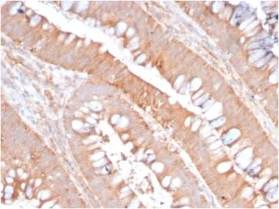Anti-CD59 / Complement Regulatory Protein / Protectin (MACIF/2867R), CF568 conjugate - image 1