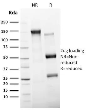 Anti-CD11c (Dendritic Cell Marker) (ITGAX/2507), CF568 conjugate - image 2