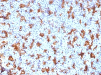 Anti-CD11c (Dendritic Cell Marker) (ITGAX/2507), CF568 conjugate - image 1
