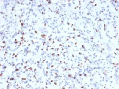 Anti-Myogenin (Skeletal Muscle Marker) (MYOG/2660), CF568 conjugate - image 1