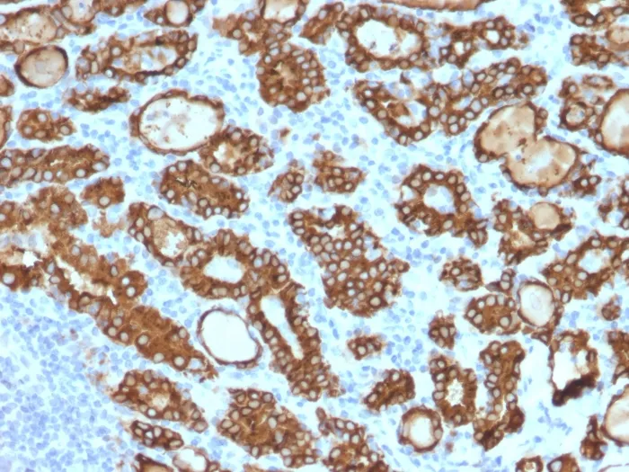 Anti-TPO (Thyroid Peroxidase) (Thyroid Marker) (TPO/1922), CF568 conjugate - image 1