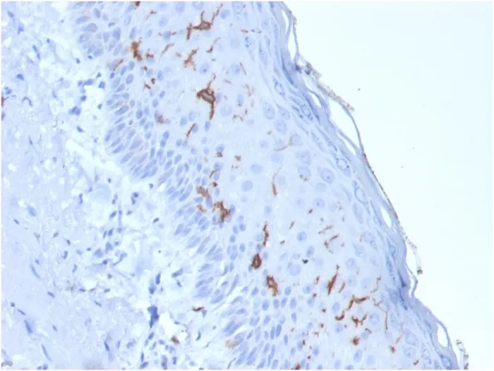Anti-CD1a / HTA1 (Mature Langerhans Cells Marker) (rC1A/711), CF594 conjugate - image 1