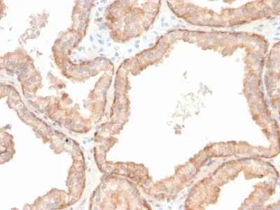 Anti-Interleukin 10 (IL10) (Immunoregulation Marker) (IL10/2651R), CF594 conjugate - image 2