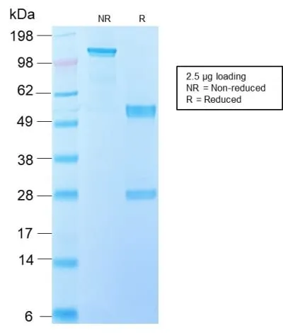 Anti-Interleukin 10 (IL10) (Immunoregulation Marker) (IL10/2651R), CF594 conjugate - image 3