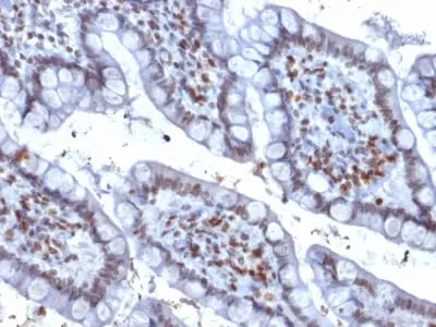Anti-PU.1 (SPI-1) (B-Cell Marker) (PU1/2146), CF594 conjugate - image 2