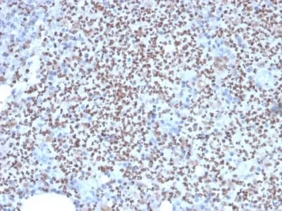 Anti-PU.1 (SPI-1) (B-Cell Marker) (PU1/2146), CF594 conjugate - image 3