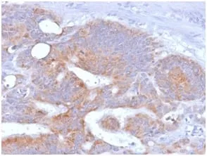 Anti-CD86 (Dendritic Cells Maturation Marker) (rC86/1146), CF594 conjugate - image 1