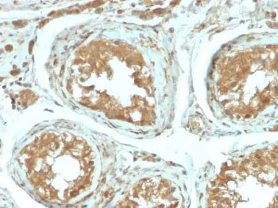 Anti-B7-H4 (Immuno-Inhibitory Protein) (B7H4/2652R), CF594 conjugate - image 1