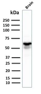 Anti-GAD1 / GAD67 (GABAergic Neuronal Marker) (GAD1/2391), CF594 conjugate - image 3