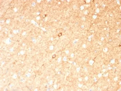 Anti-GAD1 / GAD67 (GABAergic Neuronal Marker) (GAD1/2391), CF594 conjugate - image 1