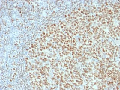 Anti-OCT-2 (POU2F2) (B-Cell Marker) (OCT2/2136), CF594 conjugate - image 1