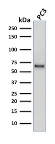 Anti-SOX9 / SRY-box 9 (SOX9/2387), CF594 conjugate - image 3