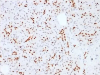 Anti-SOX9 / SRY-box 9 (SOX9/2387), CF594 conjugate - image 1