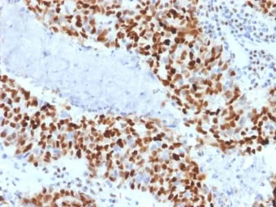 Anti-Cyclin E (G1/S-Phase Cyclin) (CCNE1/2460), CF594 conjugate - image 2