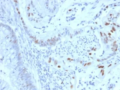 Anti-Cyclin E (G1/S-Phase Cyclin) (CCNE1/2460), CF594 conjugate - image 1