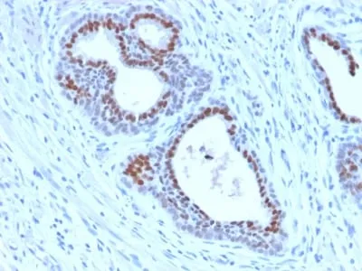 Anti-FOXA1 / HNF3A (FOXA1/2230R), CF640R conjugate - image 1