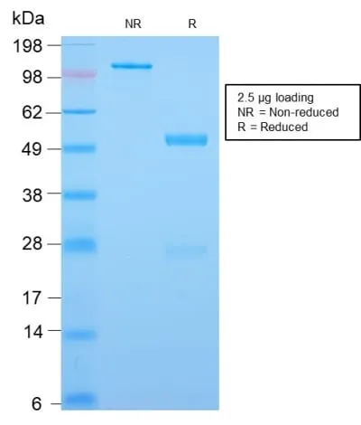 Anti-CDX2 (GI Epithelial Marker) (CDX2/2951R), CF640R conjugate - image 2