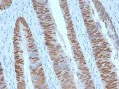 Anti-CDX2 (GI Epithelial Marker) (CDX2/2951R), CF640R conjugate - image 1