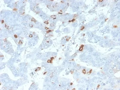 Anti-MUC2 (Mucin 2) (MLP/2970R), CF640R conjugate - image 1