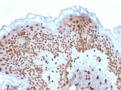 Anti-Emerin (Papillary Thyroid Carcinoma and EDMD Marker) (EMD/2167), CF640R conjugate - image 2
