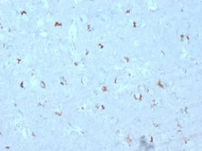 Anti-GAD1 / GAD67 (GABAergic Neuronal Marker) (GAD1/2563), CF640R conjugate - image 1