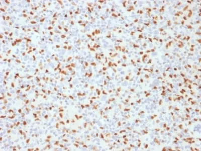 Anti-PU.1 (SPI-1) (B-Cell Marker) (PU1/2146), CF640R conjugate - image 1