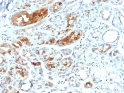 Anti-Mammaglobin (SCGB2A2) (Breast Cancer Marker) (MGB1/2000), CF647 conjugate - image 2