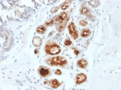 Anti-Mammaglobin (SCGB2A2) (Breast Cancer Marker) (MGB1/2000), CF647 conjugate - image 1