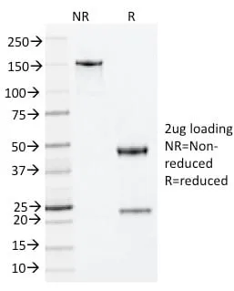 Anti-Nucleophosmin (Acute Myeloid Leukemia Marker) (NA24), CF647 conjugate - image 2