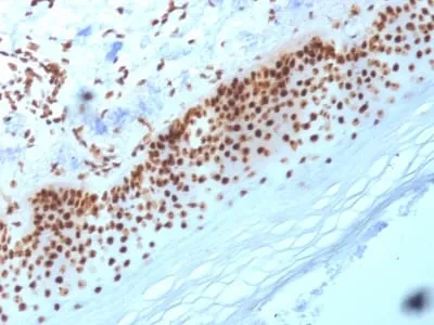Anti-Nucleophosmin (Acute Myeloid Leukemia Marker) (NA24), CF647 conjugate - image 1