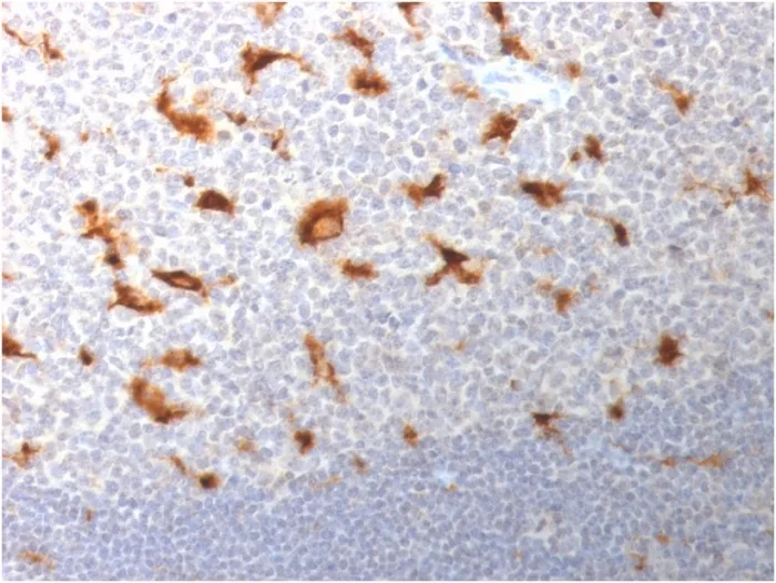 Anti-CD68 (Macrophage Marker) (LAMP4/1830), CF647 conjugate - image 1