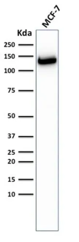 Anti-E-Cadherin (CDH1) / CD324 (Intercellular Junction Marker) (CDH1/2208R), CF647 conjugate - image 2