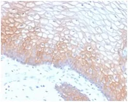 Anti-E-Cadherin (CDH1) / CD324 (Intercellular Junction Marker) (CDH1/2208R), CF647 conjugate - image 1