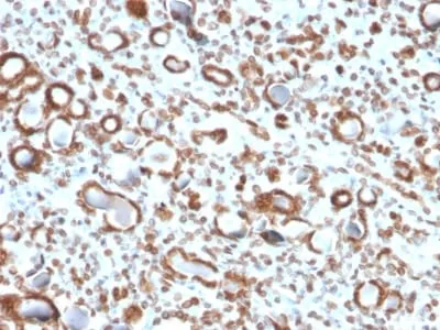 Anti-Emerin (Papillary Thyroid Carcinoma and EDMD Marker) (EMD/2167), CF647 conjugate - image 3