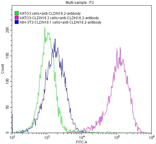 Claudin-18.2 Recombinant Monoclonal Antibody - image 1