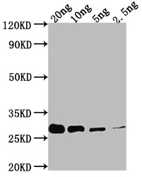 prgI Antibody - image 1