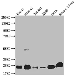 NQO2 Recombinant Monoclonal Antibody - image 1