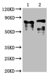 LAG3 Monoclonal Antibody - image 1